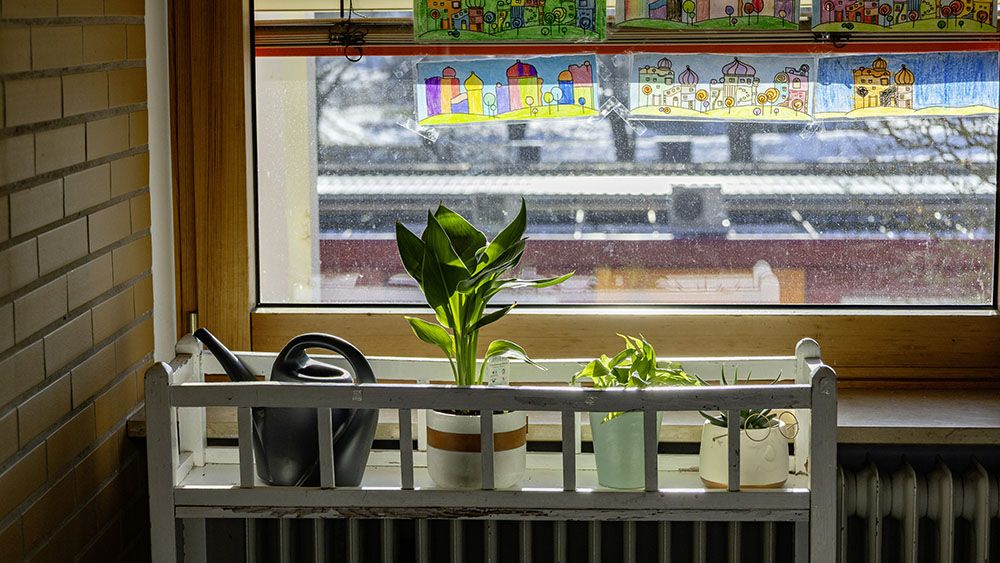 Zimmerpflanzen Klassenzimmer